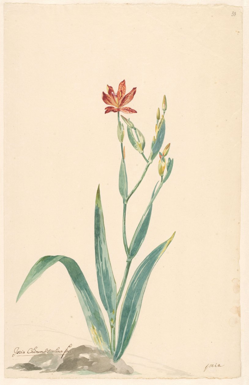 Leopardblomma i ett landskap av Willem van Leen (attributed to)
