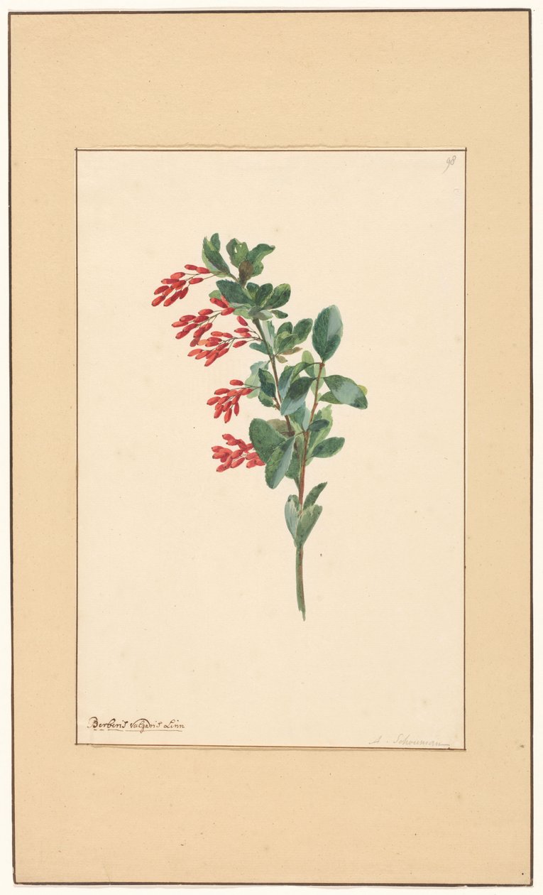 Gren av en berberis av Willem van Leen (attributed to)