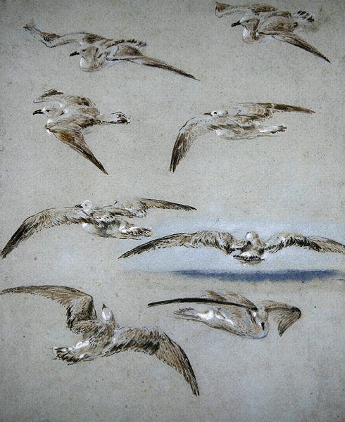 Seven Seagulls (penna, wc & kroppsfärg på papper) av Clarkson Frederick Stanfield