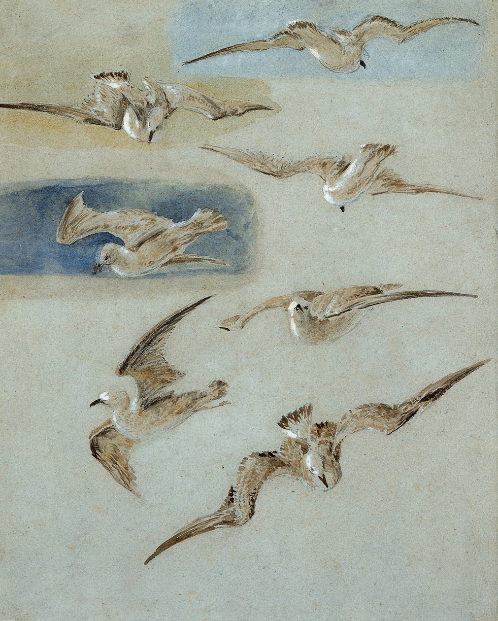 Study of Seagulls (penna, wc & kroppsfärg på papper) av Clarkson Frederick Stanfield