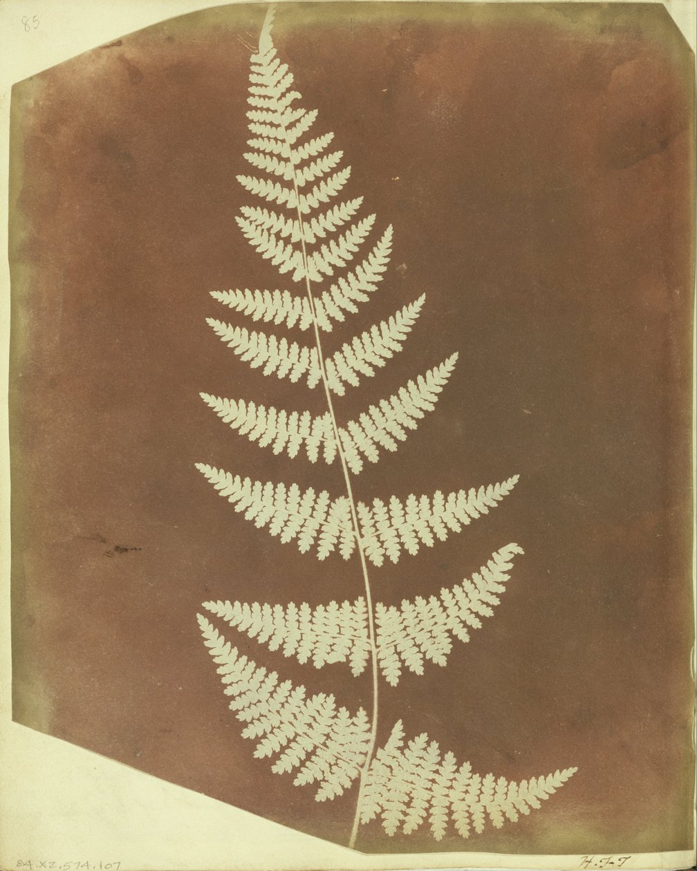 (Buckler Fern) av William Henry Fox Talbot