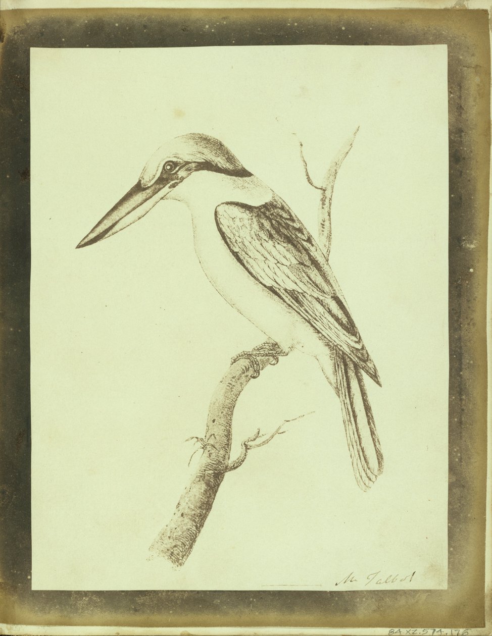(Copy of a Swainson Lithographic Print of a Collared Crabeater) av William Henry Fox Talbot
