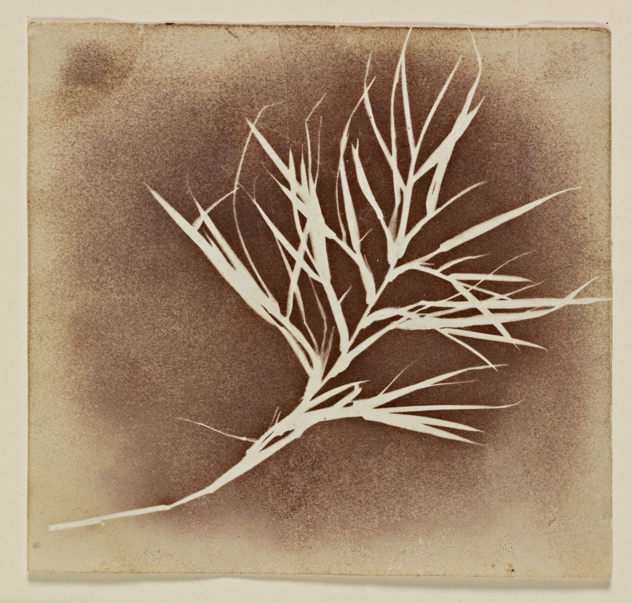 Fotogen ritning av en växt av William Henry Fox Talbot