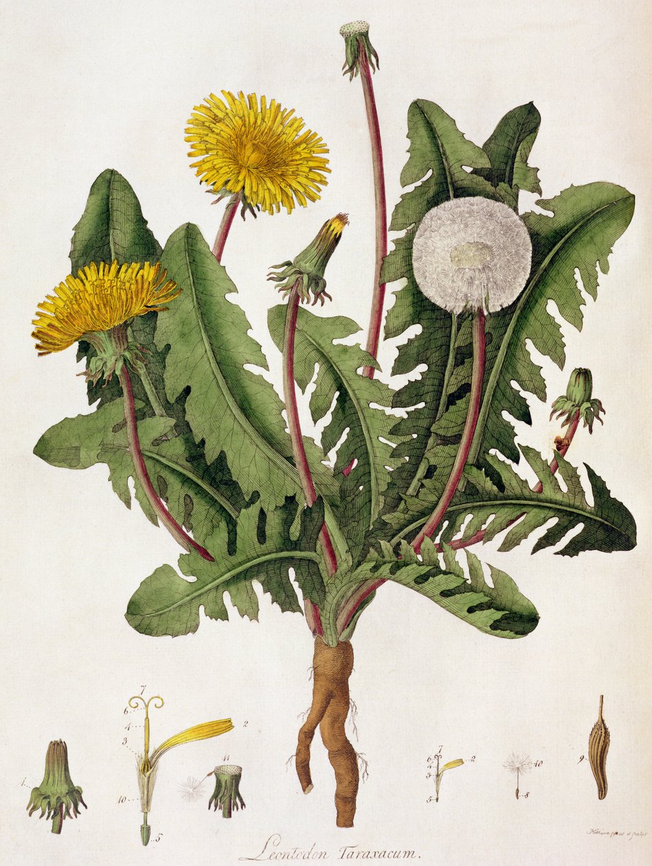 Maskros (färggravyr) av William Kilburn