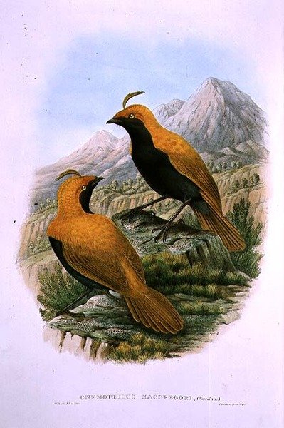 Cnemophilus Macgregorii, Sickle Crested Bird of Paradise av M. Hart