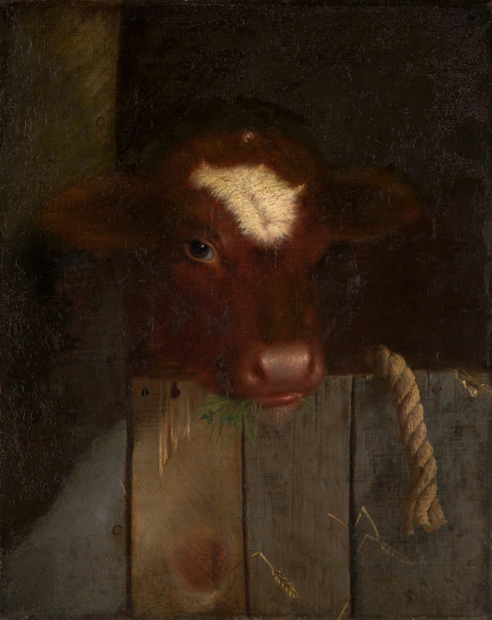 The Family Cow (Calf