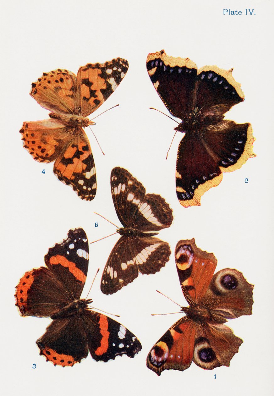 Olika typer av fjärilar, illustration från boken Butterflies, Moths and Other Insects and Creatures of the Countryside, publicerad 1927. av William Samuel Furneaux