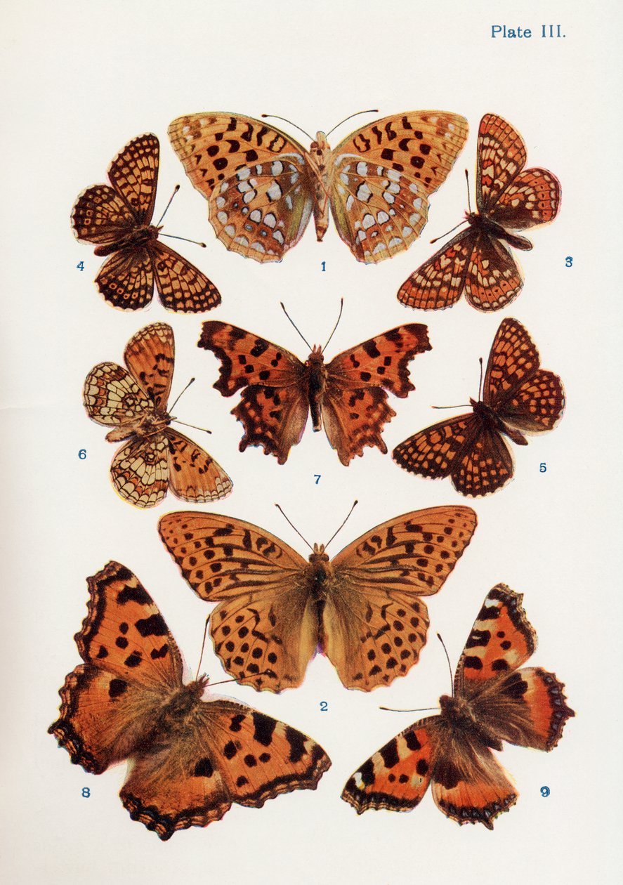 Olika typer av fjärilar, illustration från boken Butterflies, Moths and Other Insects and Creatures of the Countryside, publicerad 1927. av William Samuel Furneaux