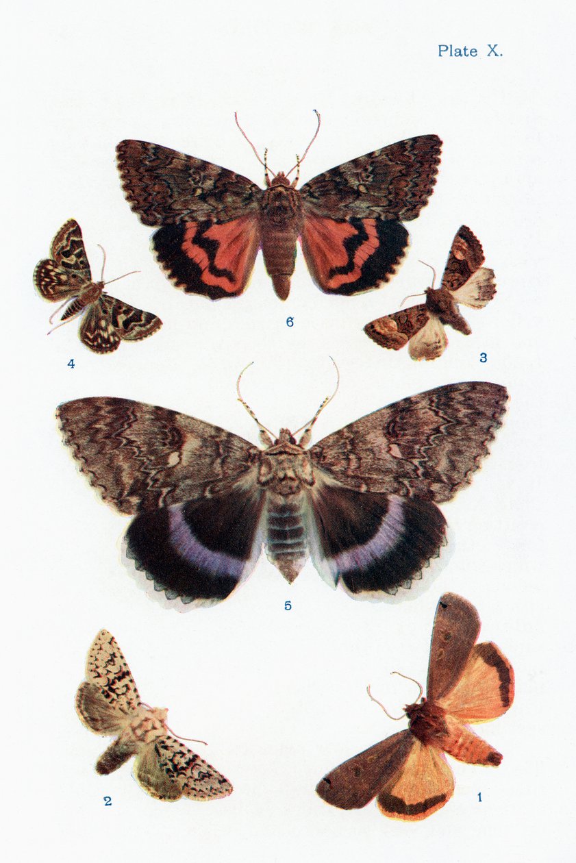 Olika typer av malar, illustration från boken Butterflies, Moths and Other Insects and Creatures of the Countryside, publicerad 1927 av William Samuel Furneaux