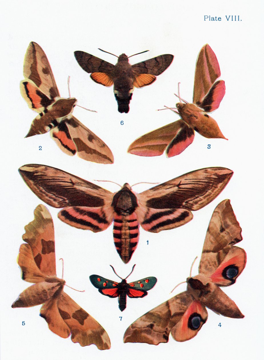 Olika typer av malar, illustration från boken Butterflies, Moths and Other Insects and Creatures of the Countryside, publicerad 1927 av William Samuel Furneaux