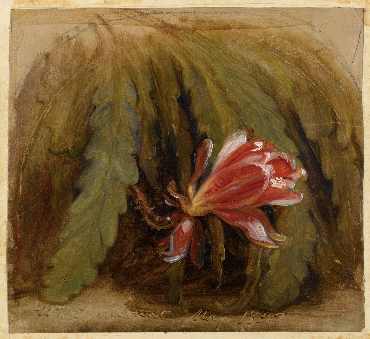 Kaktus i blom, 1857 av William Sidney Mount