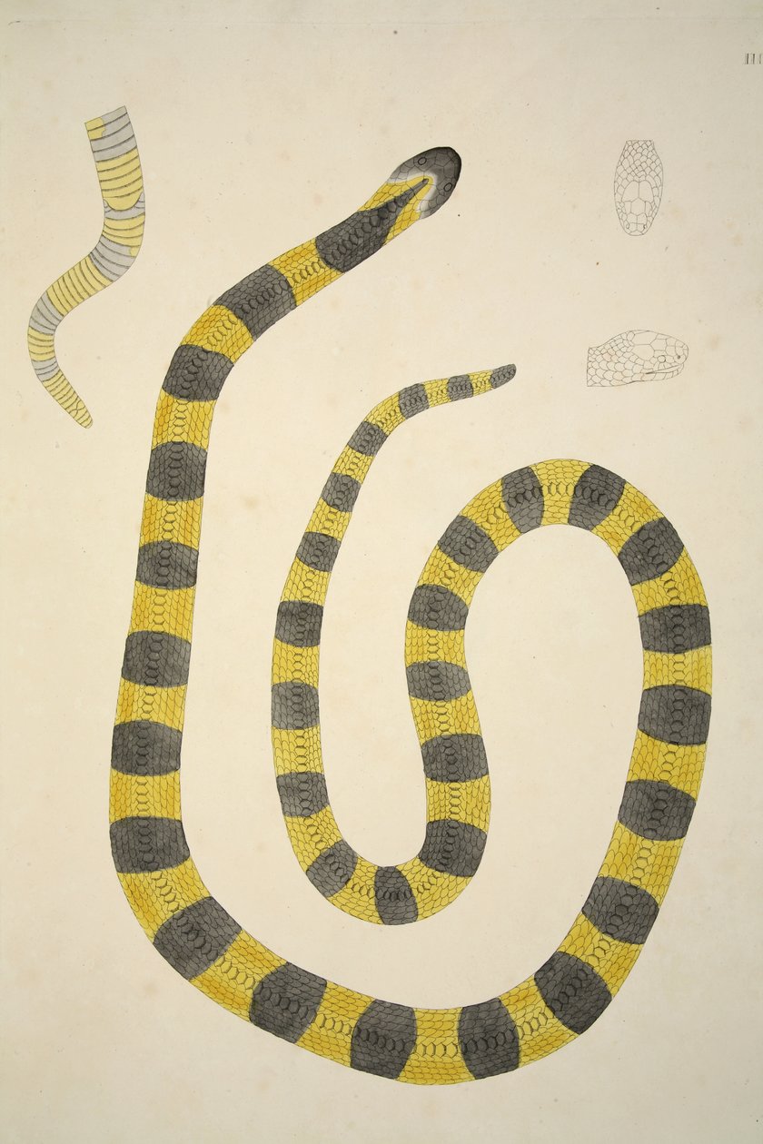 Bungarum Pamah, från en redogörelse för indiska ormar samlade på Coromandels kust, pub. 1796 (handfärgad gravyr) av William Skelton