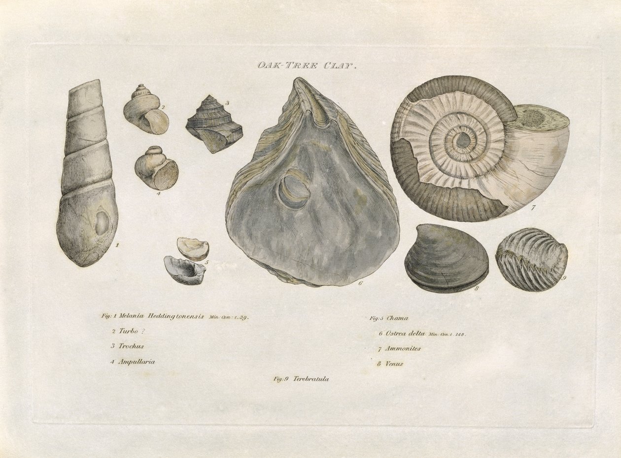 Oak Tree Clay Fossils, illustration från "strata som identifieras av organiserade fossil" av konstnären, pub. 1816 av William Smith