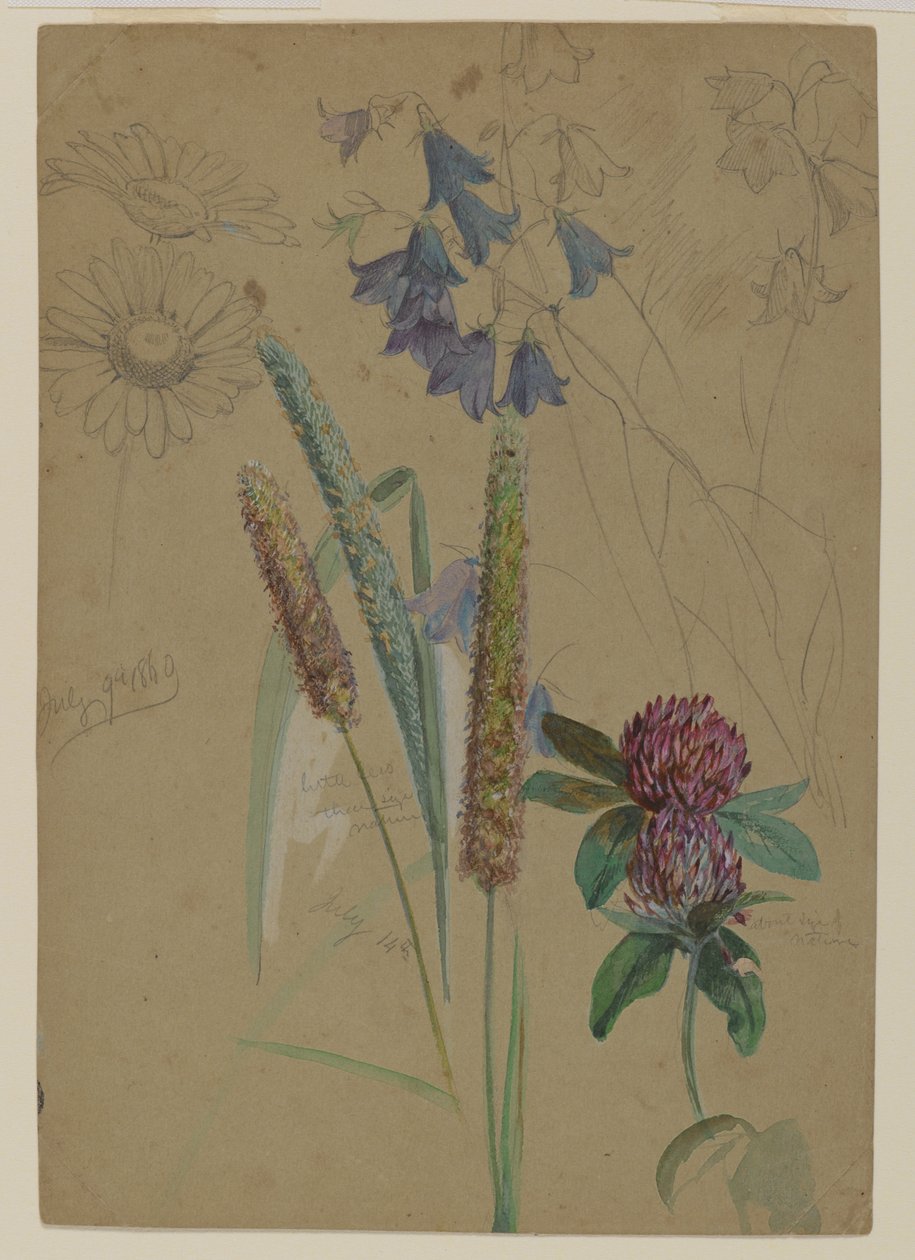 Blomsterstudie, 1860 (grafit & wc på papper) av William Trost Richards