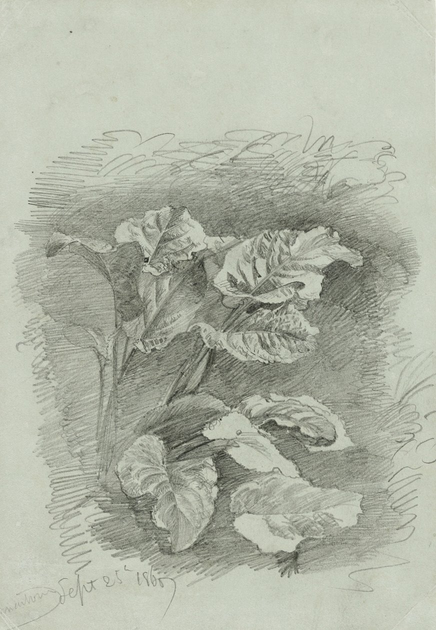 Studie av en växt, 1867 (grafit på grönt vävt papper) av William Trost Richards