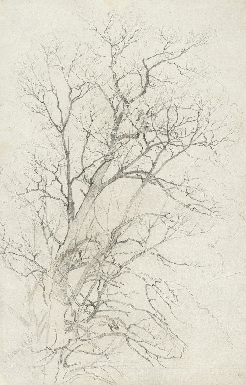 Träd, 1866 (grafit på grått vävt papper) av William Trost Richards