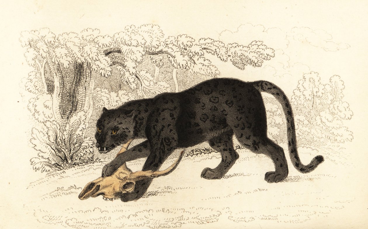 Svart jaguar, Fanthera pardus., 1834 (gravyr) av William Alexander Forbes