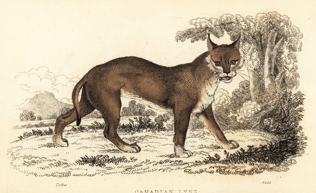 Kanadensiskt lodjur, Lynx canadensis., 1834 (gravyr) av William Alexander Forbes