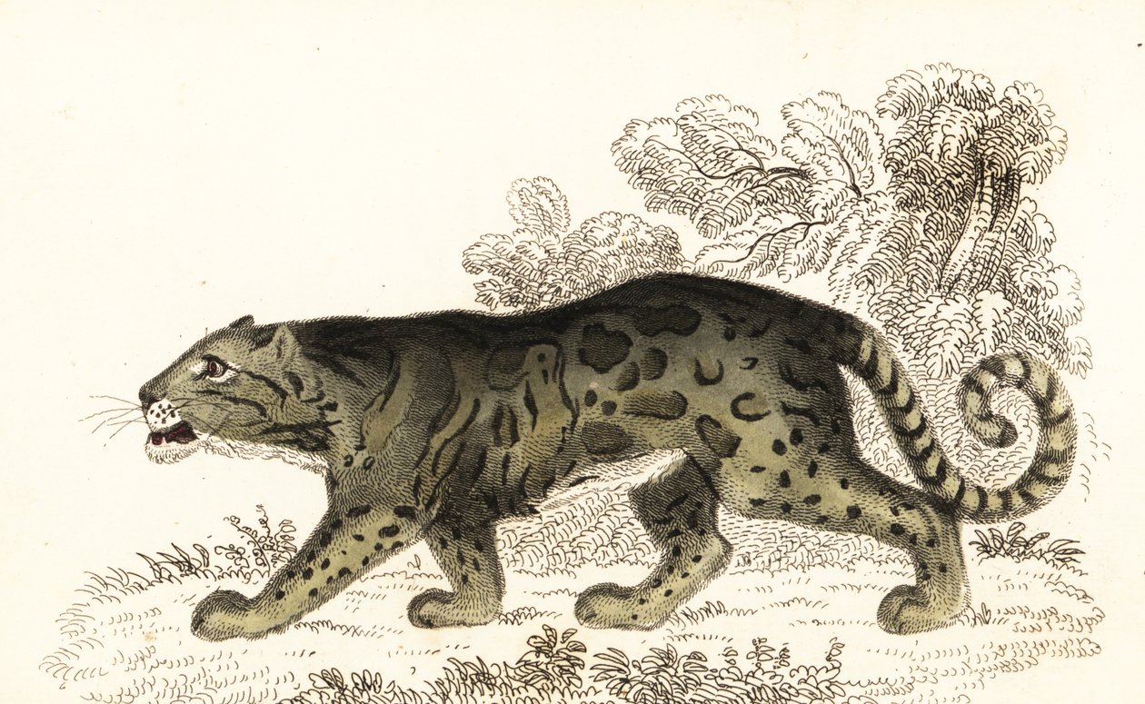 Molnig leopard, Neofelis nebulosa., 1834 (gravyr) av William Alexander Forbes