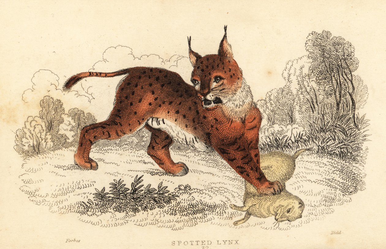 Eurasiskt lodjur, Lynx lodjur., 1834 (gravyr) av William Alexander Forbes