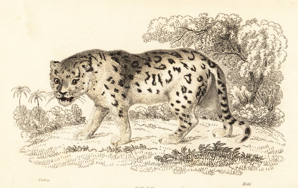 Jaguar, Panthera onca., 1834 (gravyr) av William Alexander Forbes