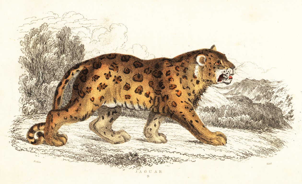 Jaguar, Panthera onca., 1834 (gravyr) av William Alexander Forbes