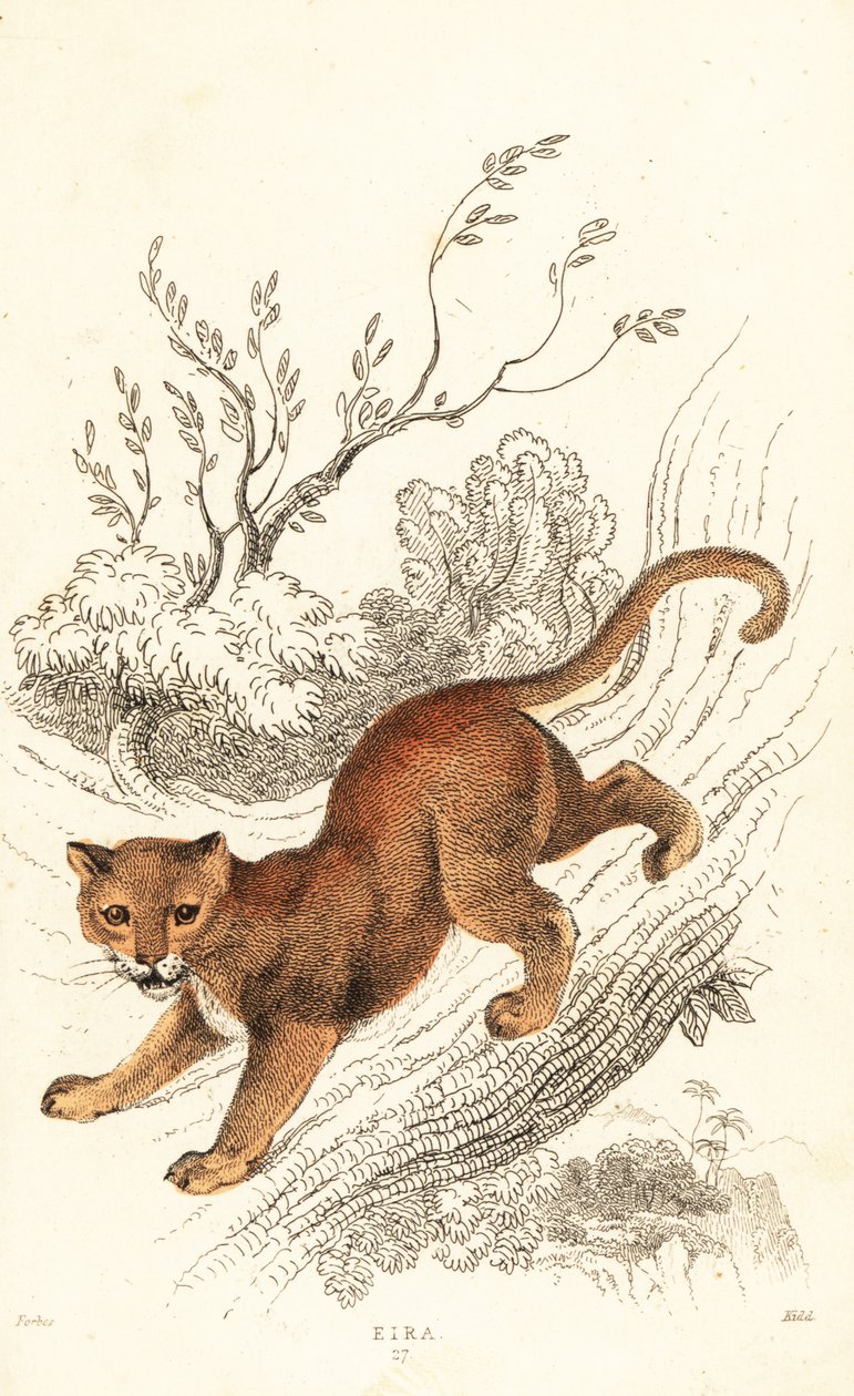 Jaguarandi, the puma respects., 1834 (Engaraving) av William Alexander Forbes