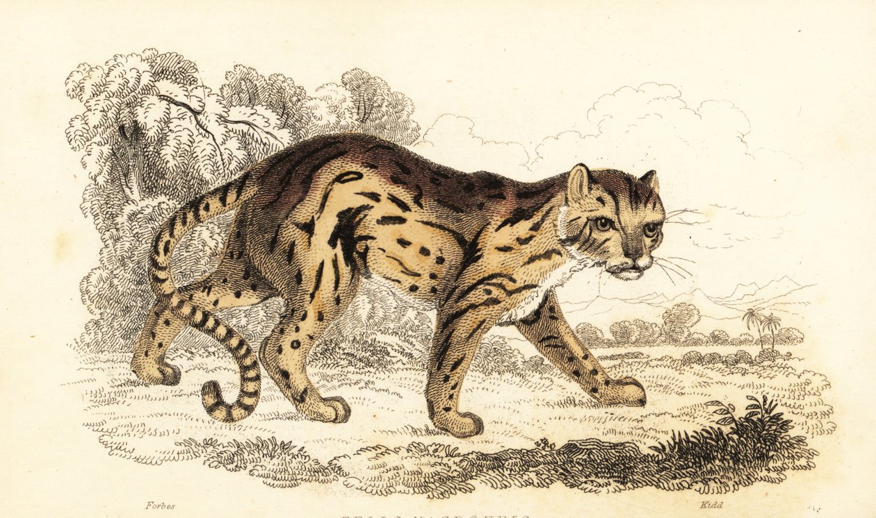 Margay, lärde Leopard. ,1834 (gravyr) av William Alexander Forbes