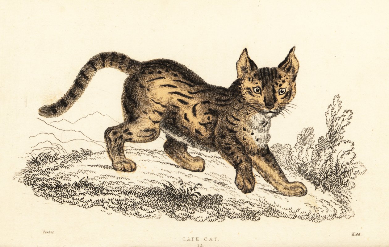 Serval, Leptailurus serval., 1834 (gravyr) av William Alexander Forbes