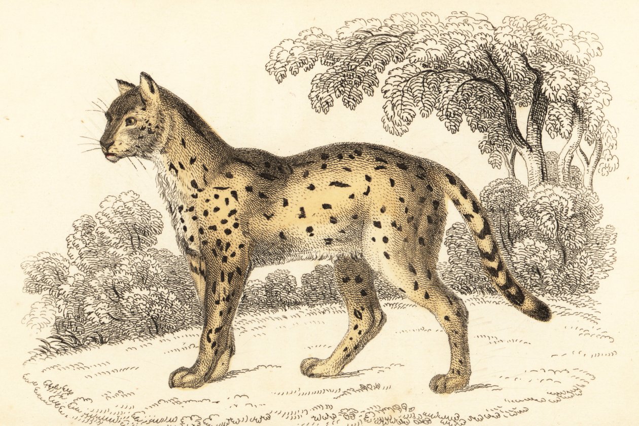 Serval, Leptailurus serval., 1834 (gravyr) av William Alexander Forbes