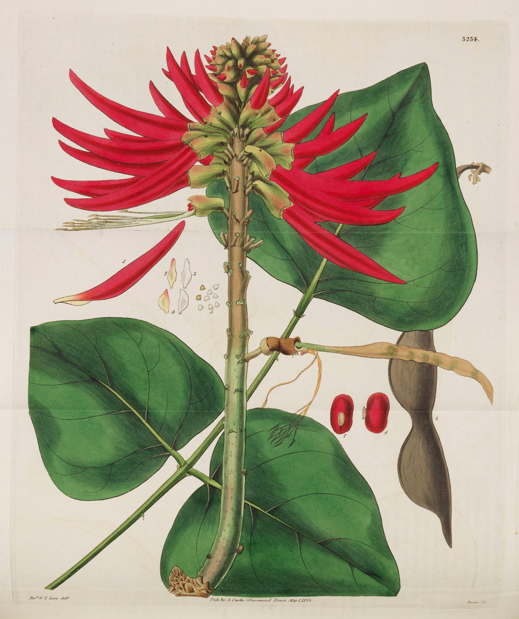 Botanisk tidskrift, 1787-1833. av William Curtis