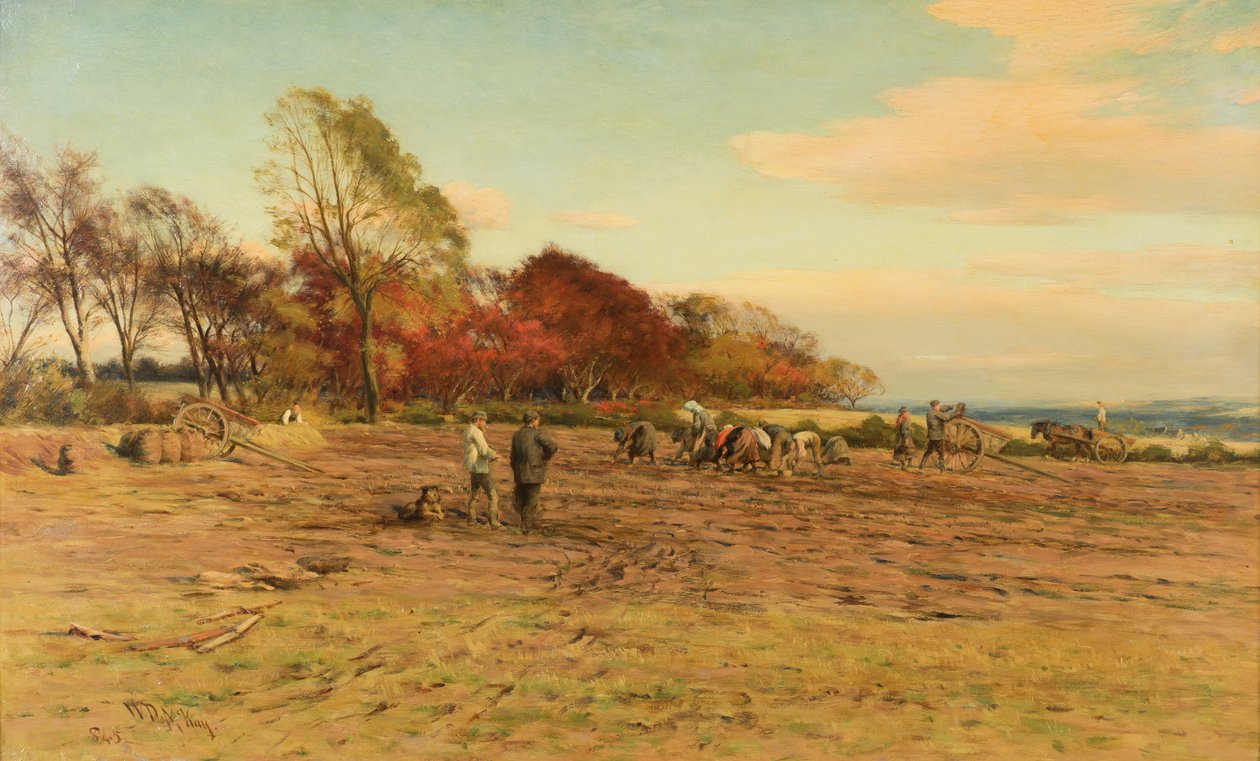 Plockar potatis av William Darling McKay