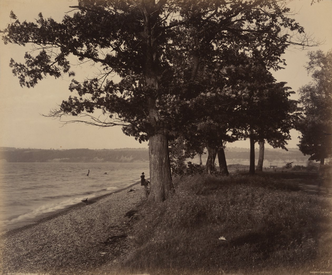 Cayuga Lake, Sheldrake av William H. Rau