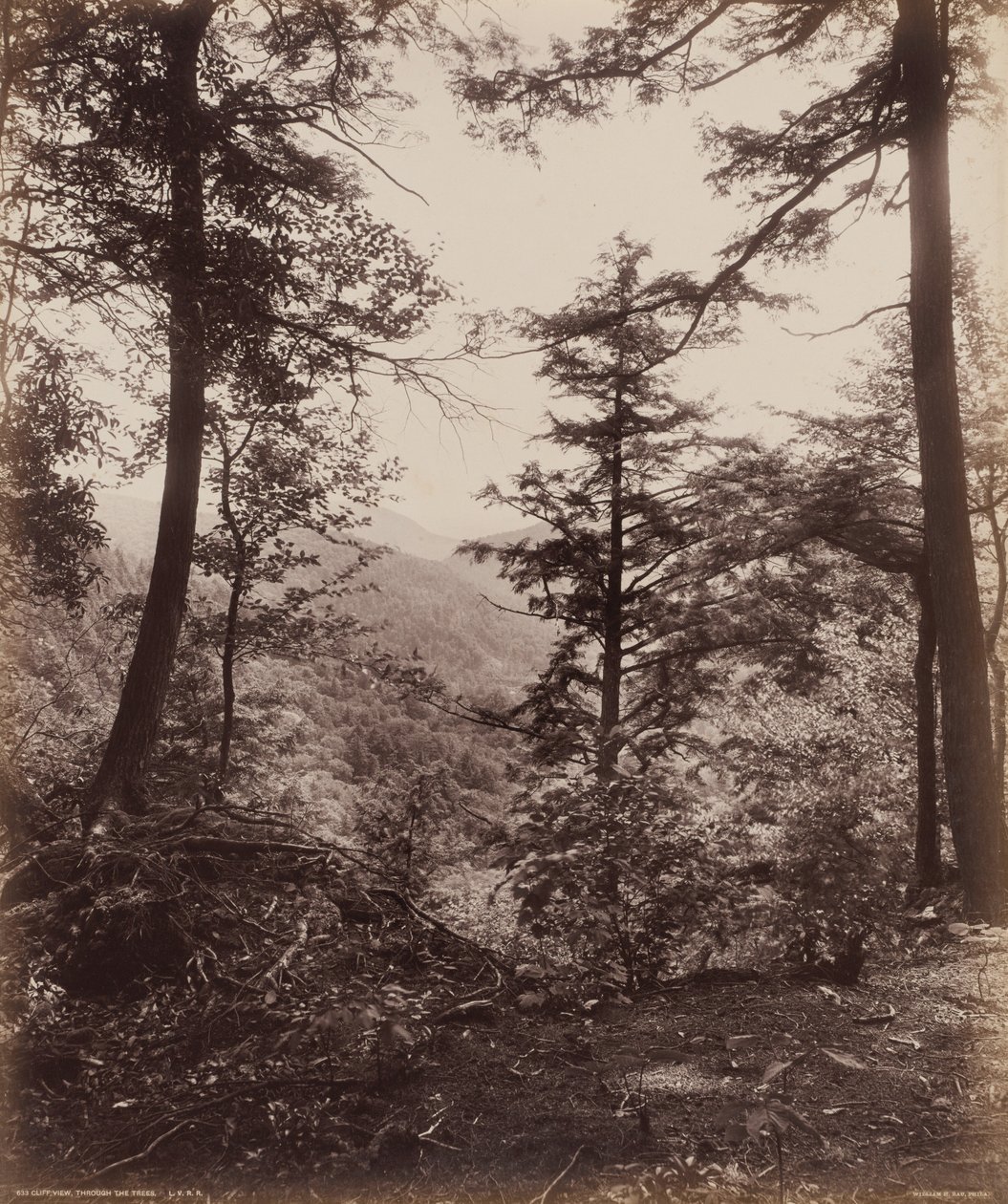Cliff View, genom träden av William H. Rau