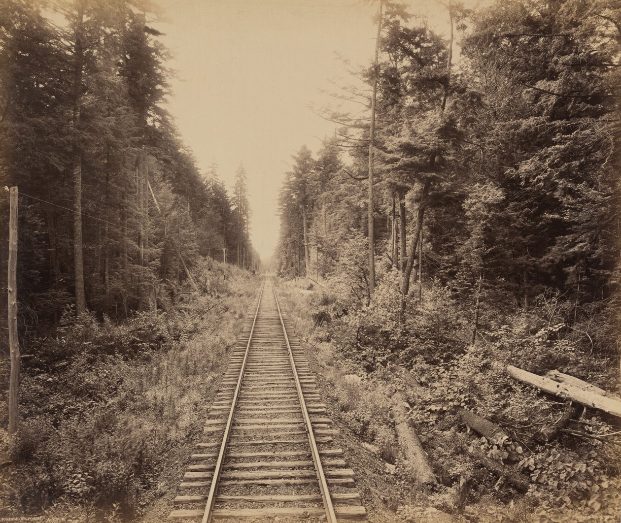 Hemlock Forest av William H. Rau