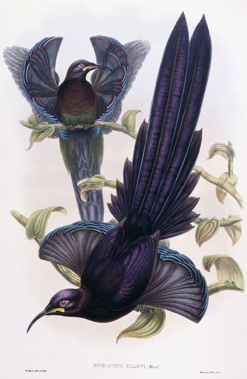 Epimachus Elliotti, Ward, ca 1891-1898 av William Hart