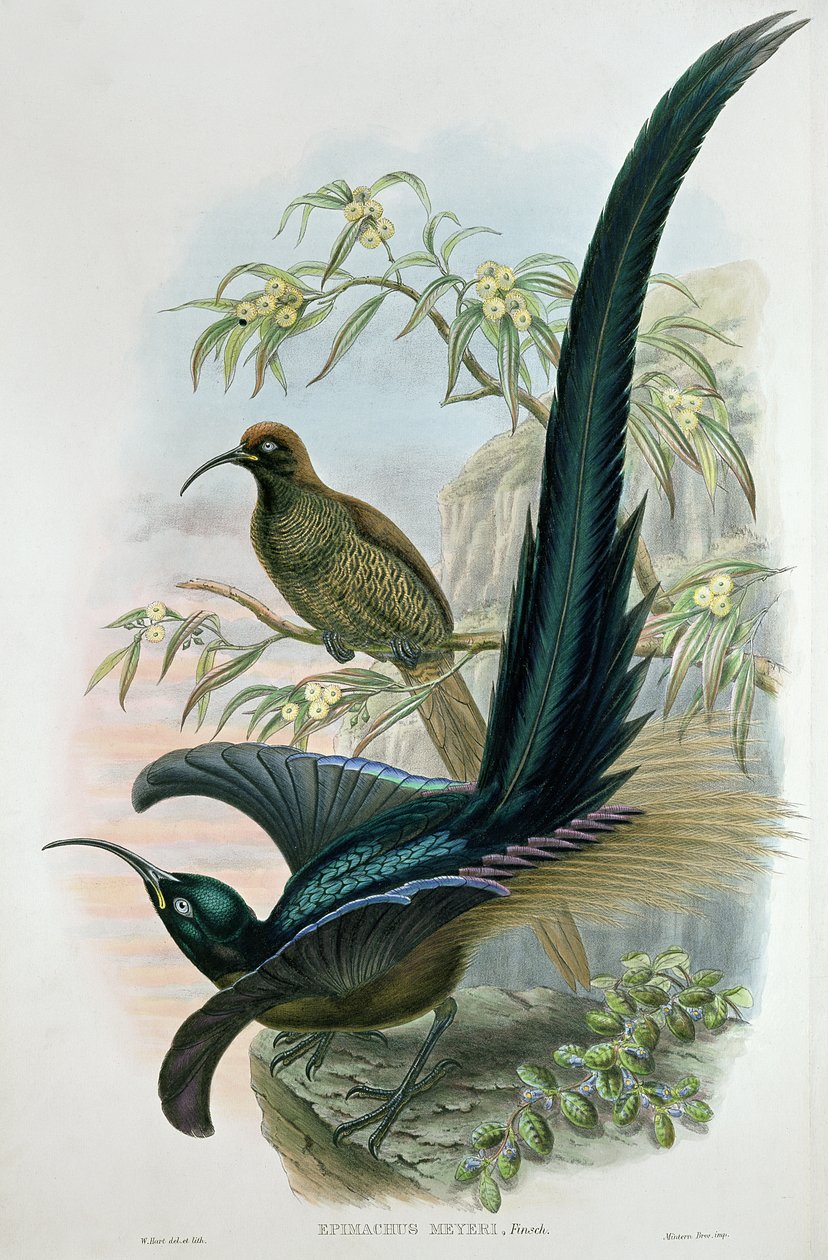 Epimachus Meyeri av William Hart