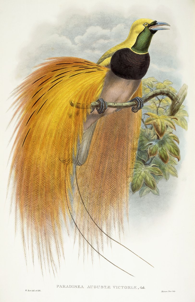 Augusta Victorias paradis, 1891-1898 av William Hart