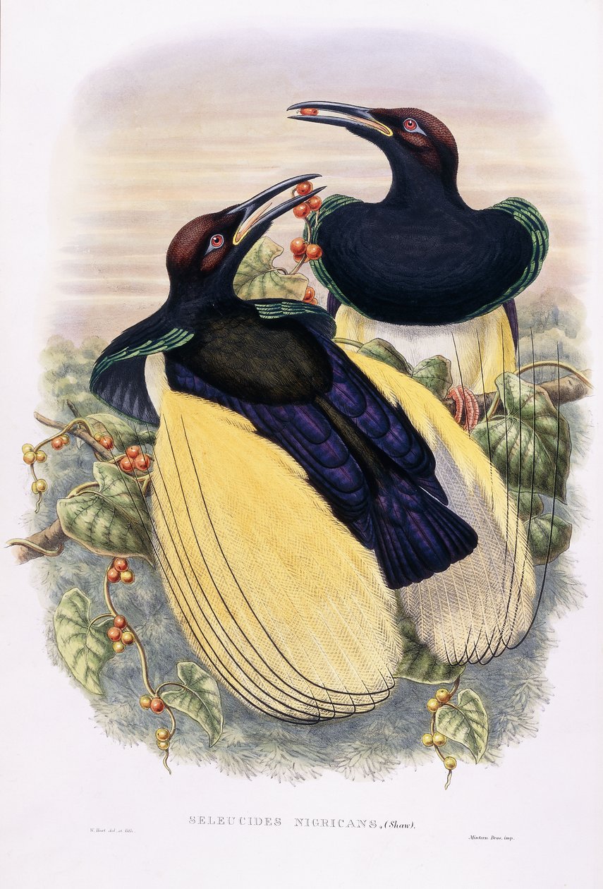 Seleucider Nigracans av William Hart