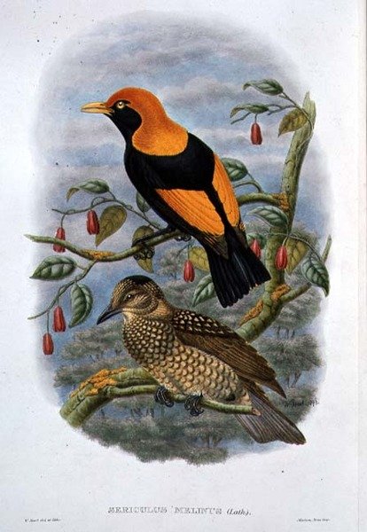 Sericulus Melinus (färg litho) av William Hart