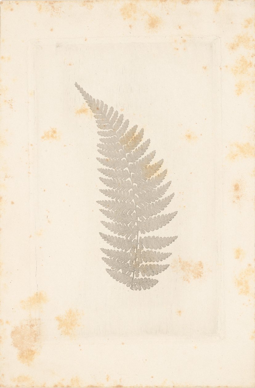 [Far] av William Henry Fox Talbot