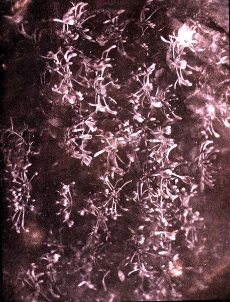 Kaprifol, juni 1840 (sepiafoto) av William Henry Fox Talbot