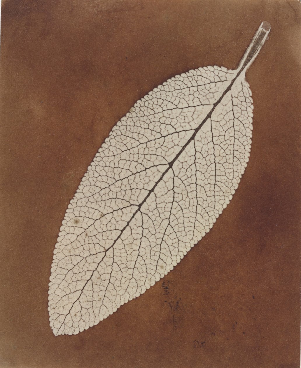 Lövstudie av William Henry Fox Talbot