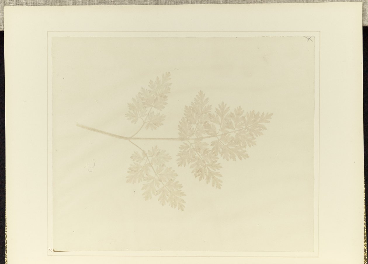 Blad av en växt av William Henry Fox Talbot