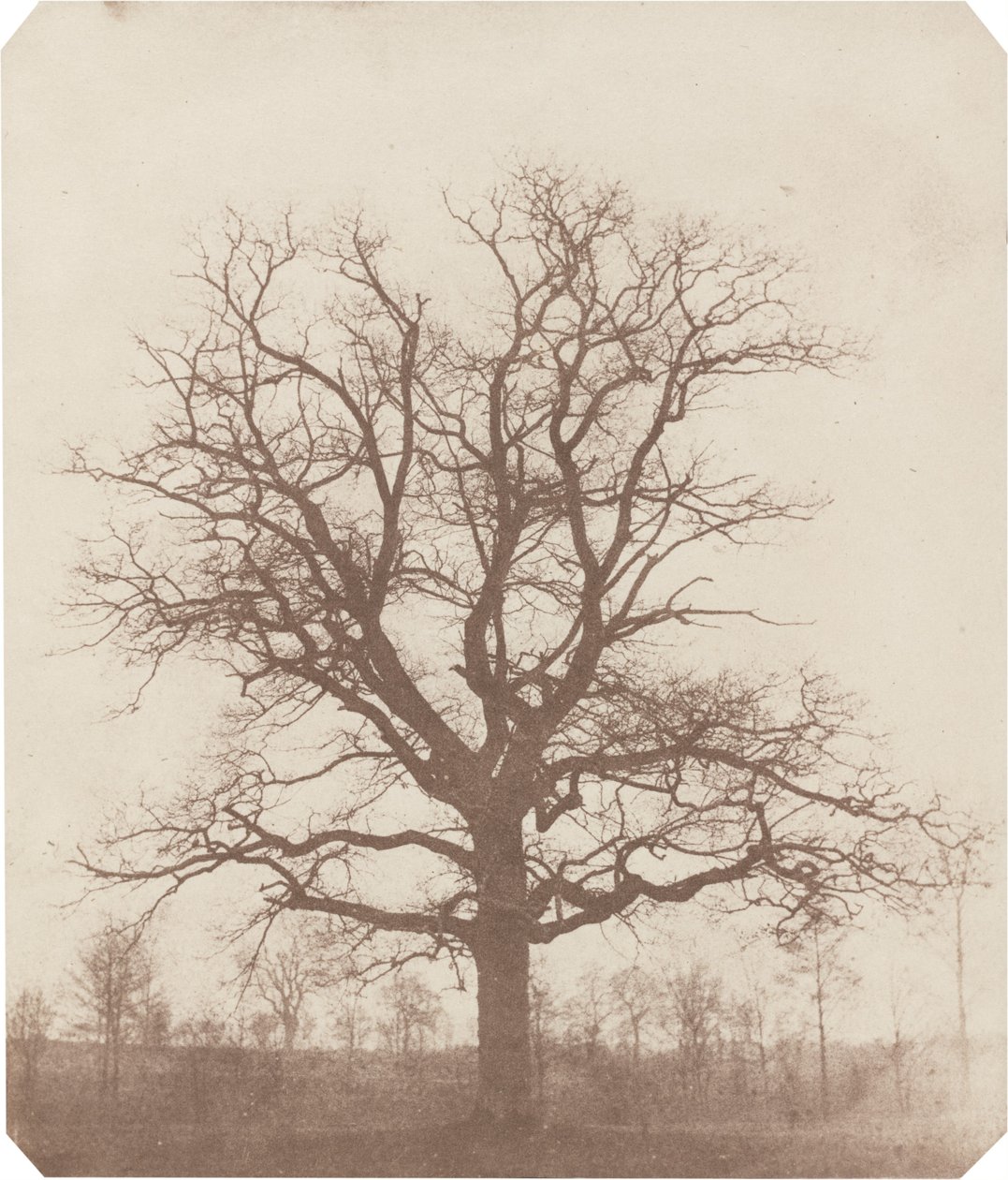 Ekträd av William Henry Fox Talbot
