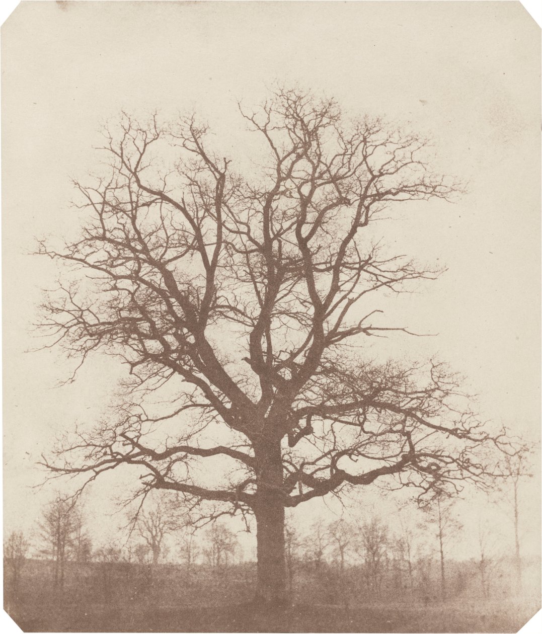 Ek,mitten av 1840-talet (foto) av William Henry Fox Talbot