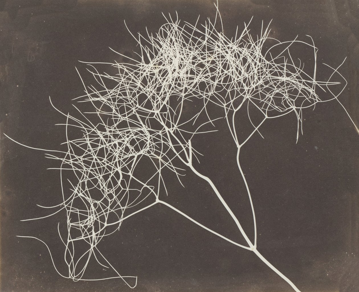 [Vildfänkål], 1841-42. av William Henry Fox Talbot