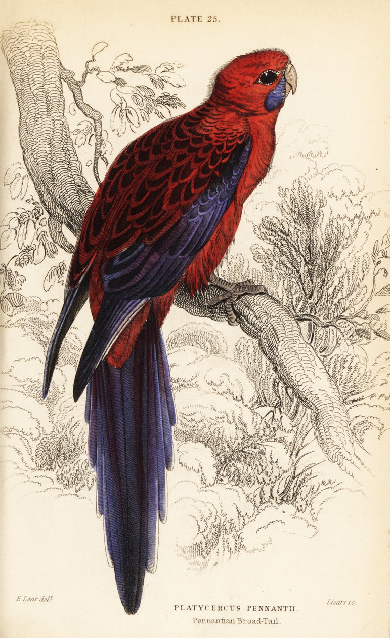 Crimson rosella, Platycercus elegans av William Home Lizars