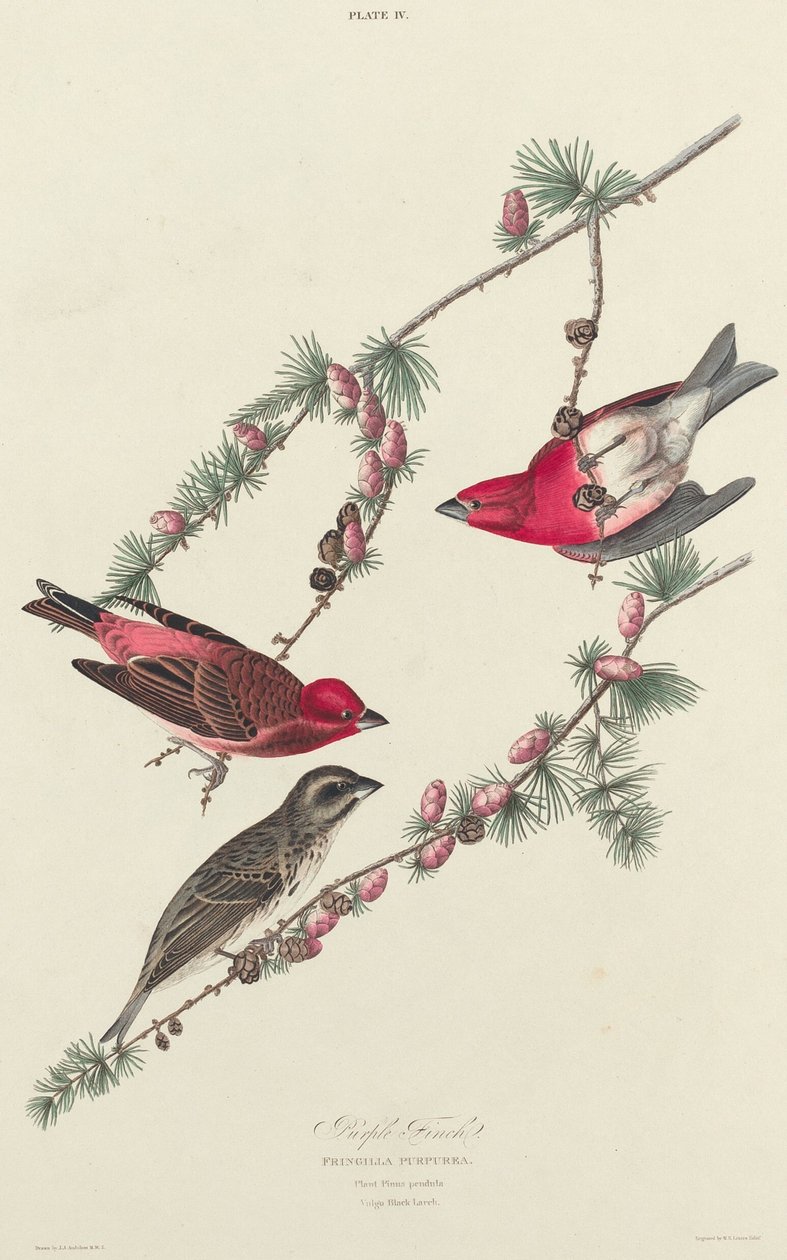 Lila fink, 1827. av William Home Lizars