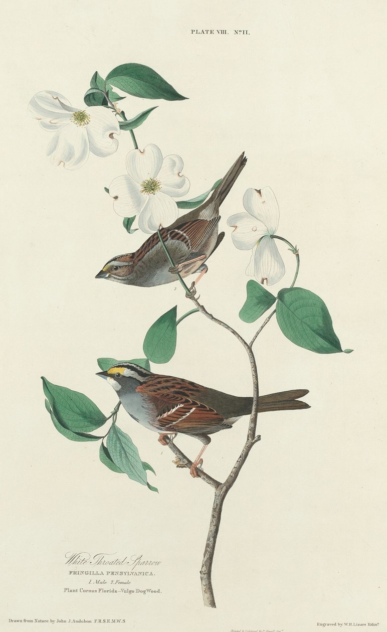 Vitstrupig sparv, 1827. av William Home Lizars